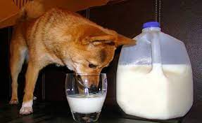 can puppies drink evaporated milk