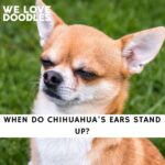 When Do Chihuahua's Ears Stand Up