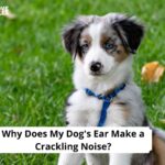 Why Does My Dog's Ear Make a Crackling Noise