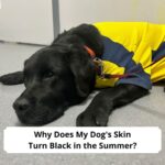 Why-Does-My-Dogs-Skin-Turn-Black-in-the-Summer-template
