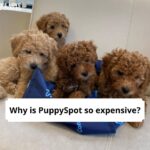 Why is PuppySpot so expensive