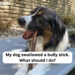 dog swallowed a bully stick