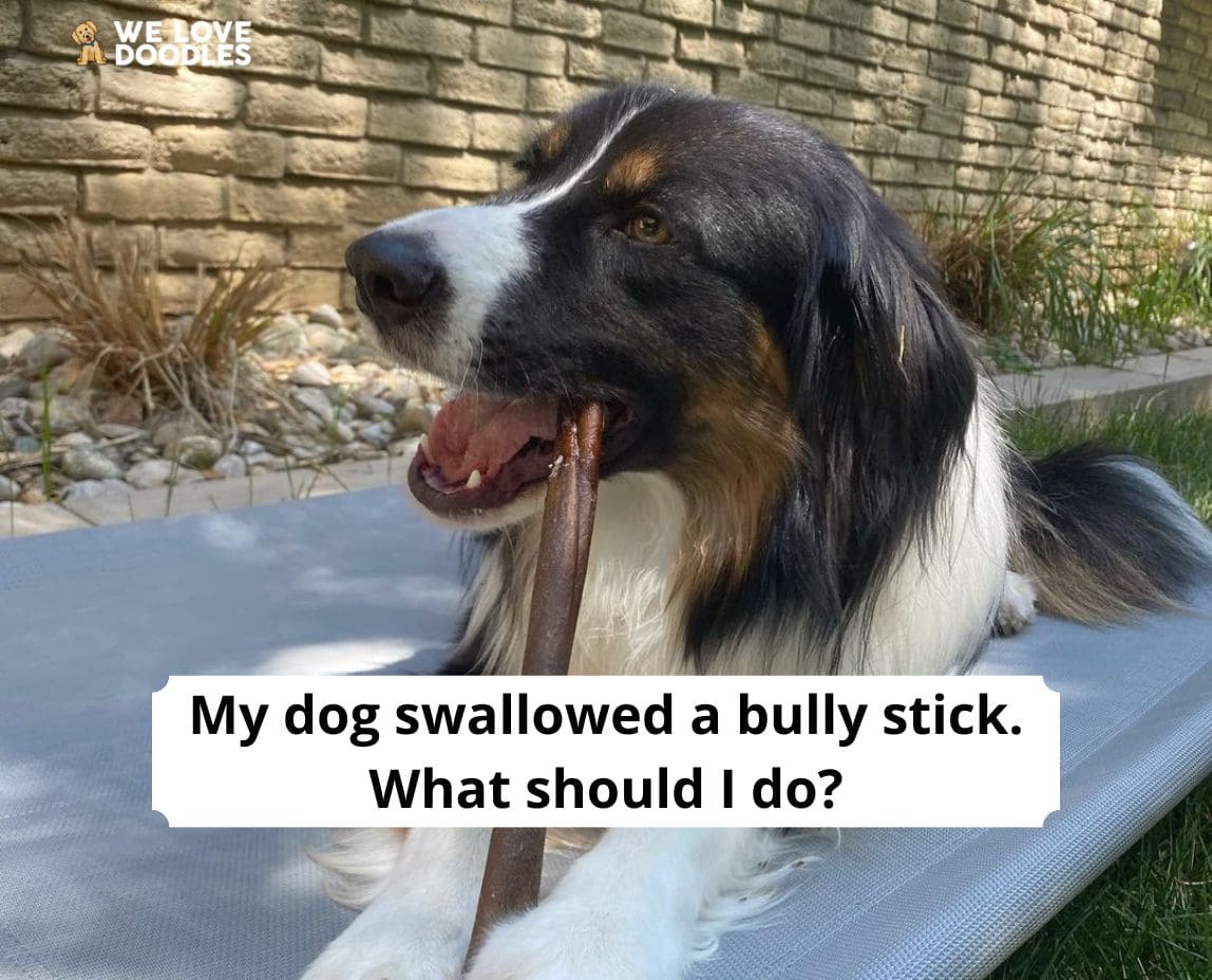 My dog swallowed a bully stick. What should I do? (2023) - We Love Doodles