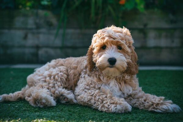 9 Facts About the Red Cockapoo! - We Love Doodles