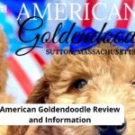 American Goldendoodle