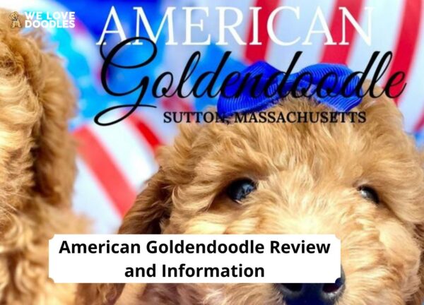 American Goldendoodle Review And Information 2024 We Love Doodles   American Goldendoodle 600x432 