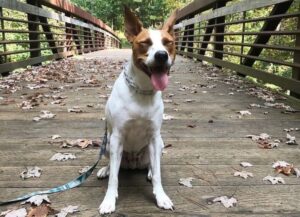 basenji mix dog