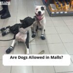 Are Dogs Allowed in Malls (1)