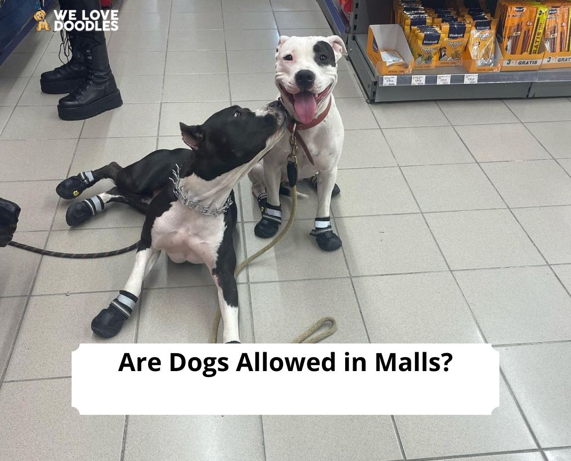 are dogs allowed at mall of america