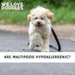 Are Maltipoos Hypoallergenic