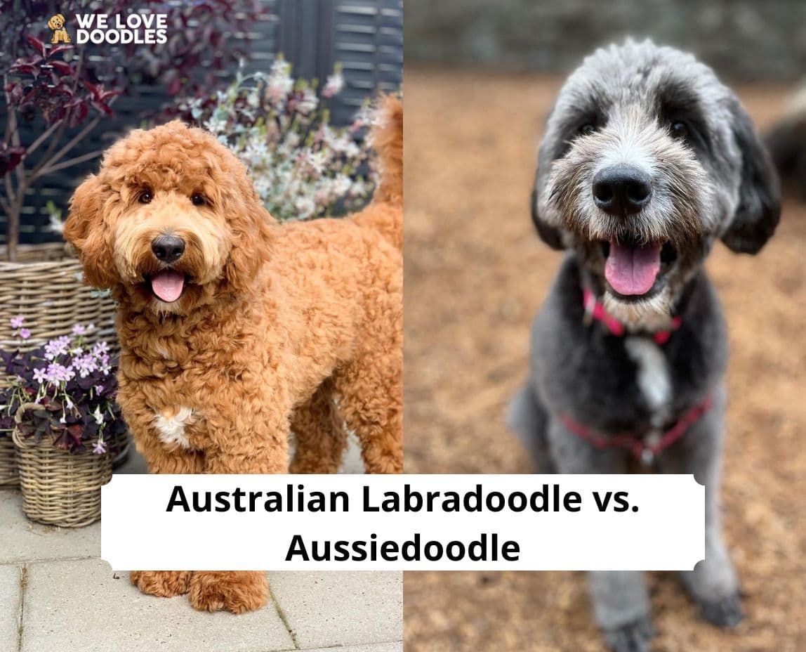 what is the difference between an american labradoodle and an australian labradoodle