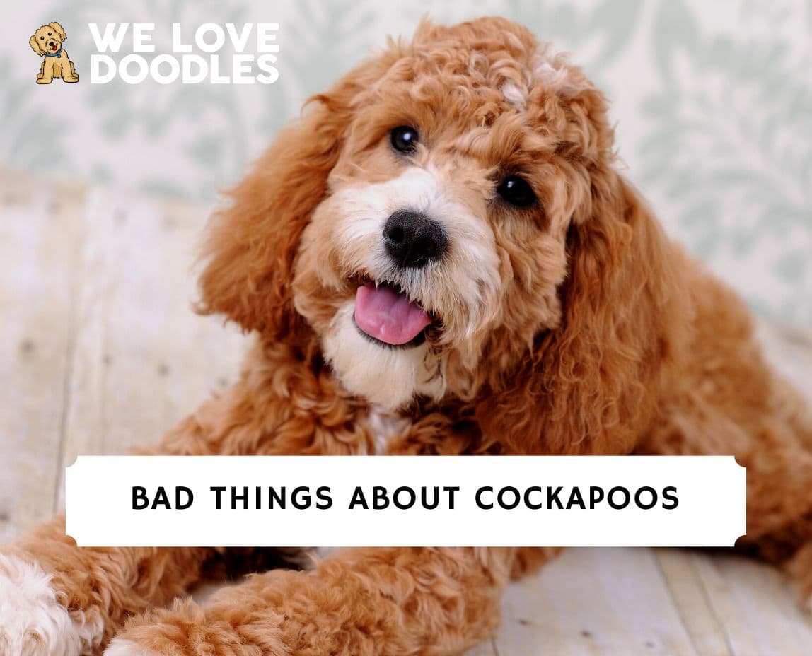 10-bad-things-about-cockapoos-2023-we-love-doodles