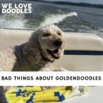 Bad Things About Goldendoodles