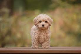 Bark Avenue Puppies