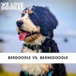 Berdoodle vs. Bernedoodle