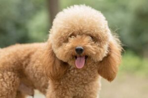 toy poodle rescue shelters