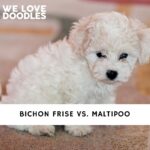 Bichon Frise vs. Maltipoo