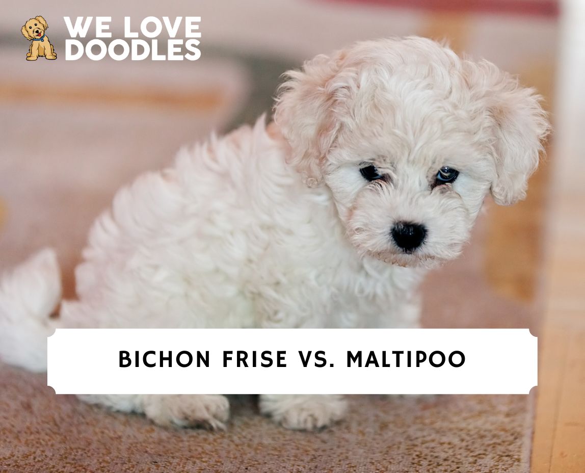 Bichon maltipoo 2024