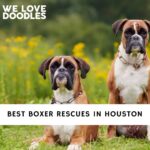 Boxer Rescues in Houston
