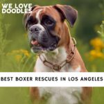 Boxer Rescues in LA (Los Angeles)