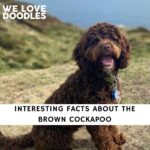 Brown Cockapoo