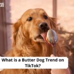 Butter Dog Trend