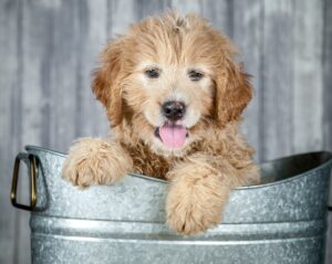 Goldendoodles Can Act as a Stress Reliever to Help Your Mood