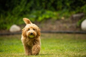 are goldendoodles bad dogs