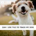 Can I Use Tile to Track My Dog