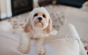 Cavapoo Health Problems (Cavapoo and Yorkie)