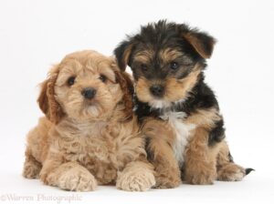 Cavapoo vs. Yorkie Breed Classification