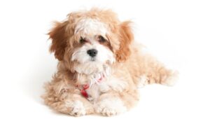 Cavapoo vs. Yorkie Lifespan