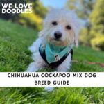 Chihuahua Cockapoo Mix