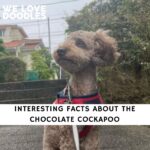 Chocolate Cockapoo