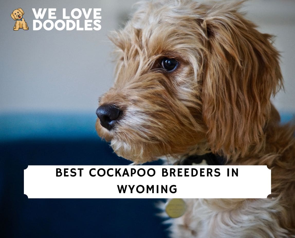 6 Best Cockapoo Breeders in Wyoming! (2023) - We Love Doodles