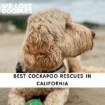 Cockapoo Rescues in California