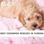 Cockapoo Rescues in Florida