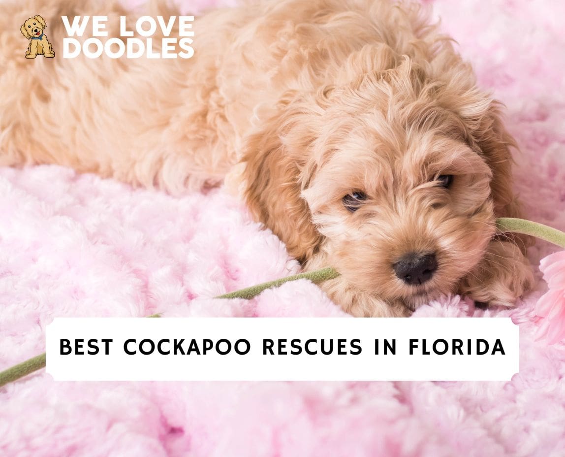 Cockapoo Rescues in Florida