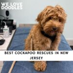 Cockapoo Rescues in New Jersey