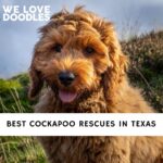 Cockapoo Rescues in Texas