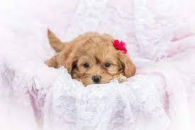Country Acres Puppies (Yorkie Poo Indiana)