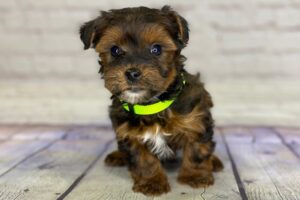 Crockett Doodles (Yorkie Poo SC)