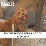 Do Cockapoos Need a Lot of Exercise