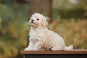 Do Different Maltipoo Sizes Grow At Different Rates