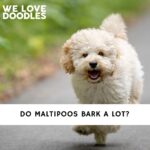 Do Maltipoos Bark a Lot