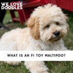F1 Toy Maltipoo