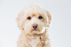 are maltipoo noisy