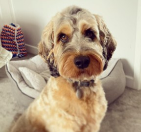 Find a Cockapoo Rescue Near Me in Florida