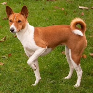 Basenji Poodle Mix: Basenjipoo Facts and Images!