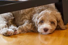 Golden Labradoodles Are Often Bred Unethically